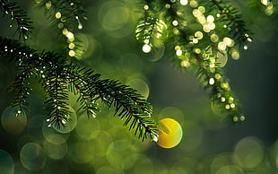 close-up photography of pine tree leaf with bokeh background