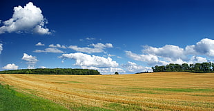 panorama photo of rice field