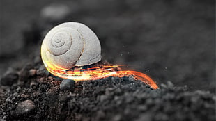 gray snail, snail, selective coloring, photo manipulation