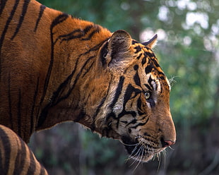 tiger, aggression, animals, pretty