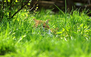 yellow cat on green grass lawn HD wallpaper