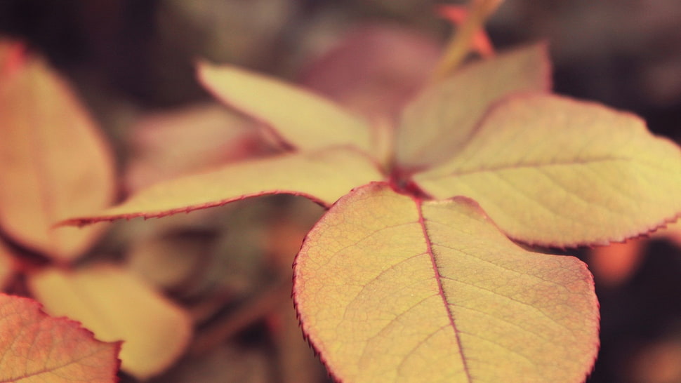 brown leaf, nature, leaves, plants HD wallpaper
