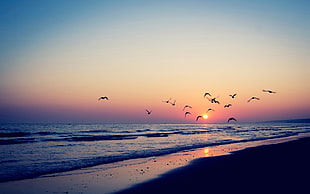 seashore, beach, sunset HD wallpaper