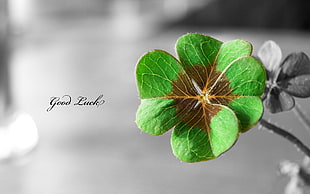 green 4-leaf clover with Good luck text overlay, clovers, selective coloring, leaves, plants HD wallpaper