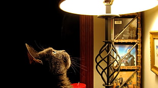 gray cat beside black lamp in close-up photography