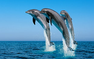 three dolphin making exhibition on the ocean during daytime HD wallpaper