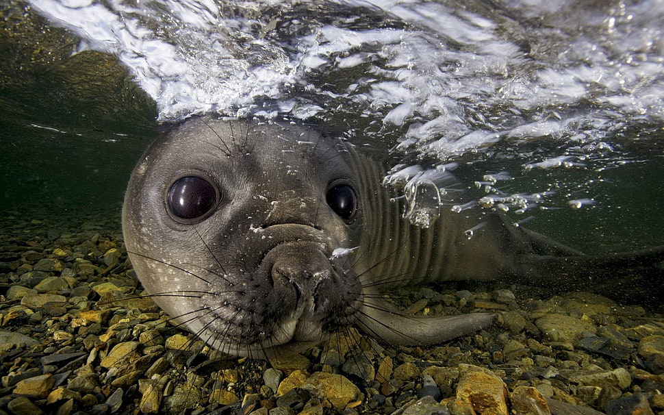 gray sealion, animals, nature, seals, underwater HD wallpaper