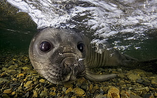 gray sealion, animals, nature, seals, underwater