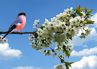 white orange and black bird standing on brown flower branch