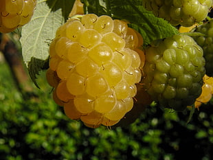 close-up of a bunch of berries HD wallpaper