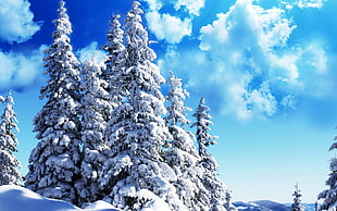 snow covered pine trees HD wallpaper