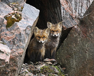 two brown foxes, animals, fox, baby animals, rock