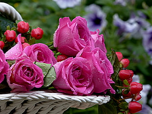 pink rose flower on wicker basket during daytime