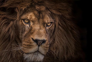 wildlife photography of a lion, lion