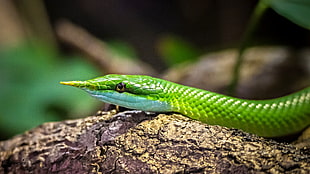 green snake during daytime