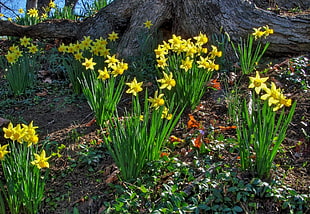 yellow petaled flowers near tree