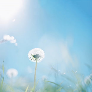 low angle photography of Dandelion flower at daytime HD wallpaper