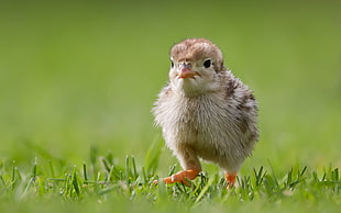 closeup photo of brown chick on grass