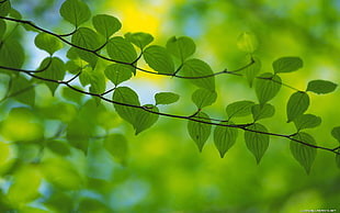 selective focus photography of green foliage tree