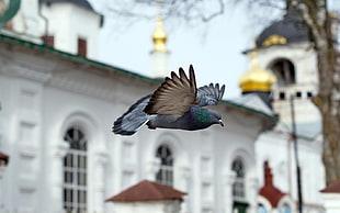 depth of field photography of flying Rock pigeon