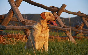 Labrador,  Sunset,  Grass,  Fence HD wallpaper