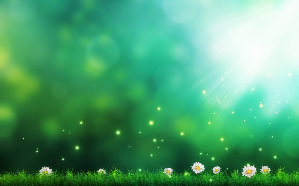 rays of sun and white daisies HD wallpaper