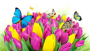 shallow focus photography of Butterflies on pink and yellow flowers