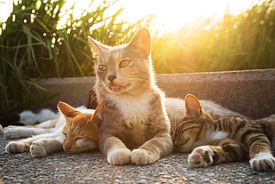 group of cats during daytime