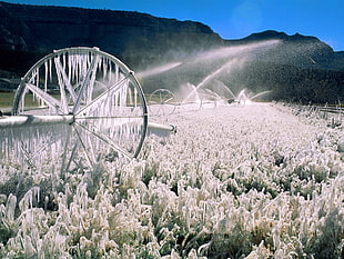 white garden photo HD wallpaper