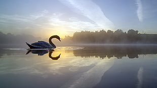 white swan, swan, nature, water, sky