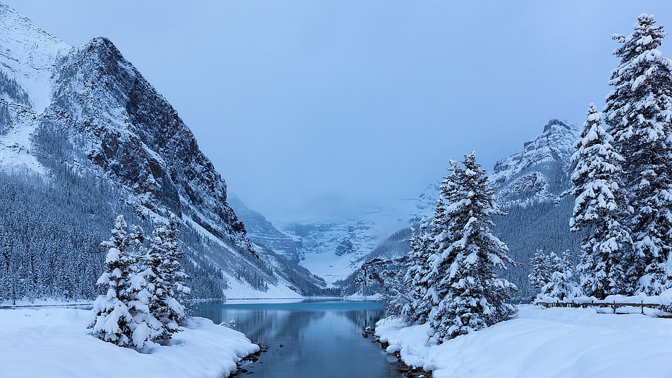river between pine trees during winter, landscape, trees, winter HD wallpaper