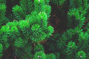 blur, tree, green, color