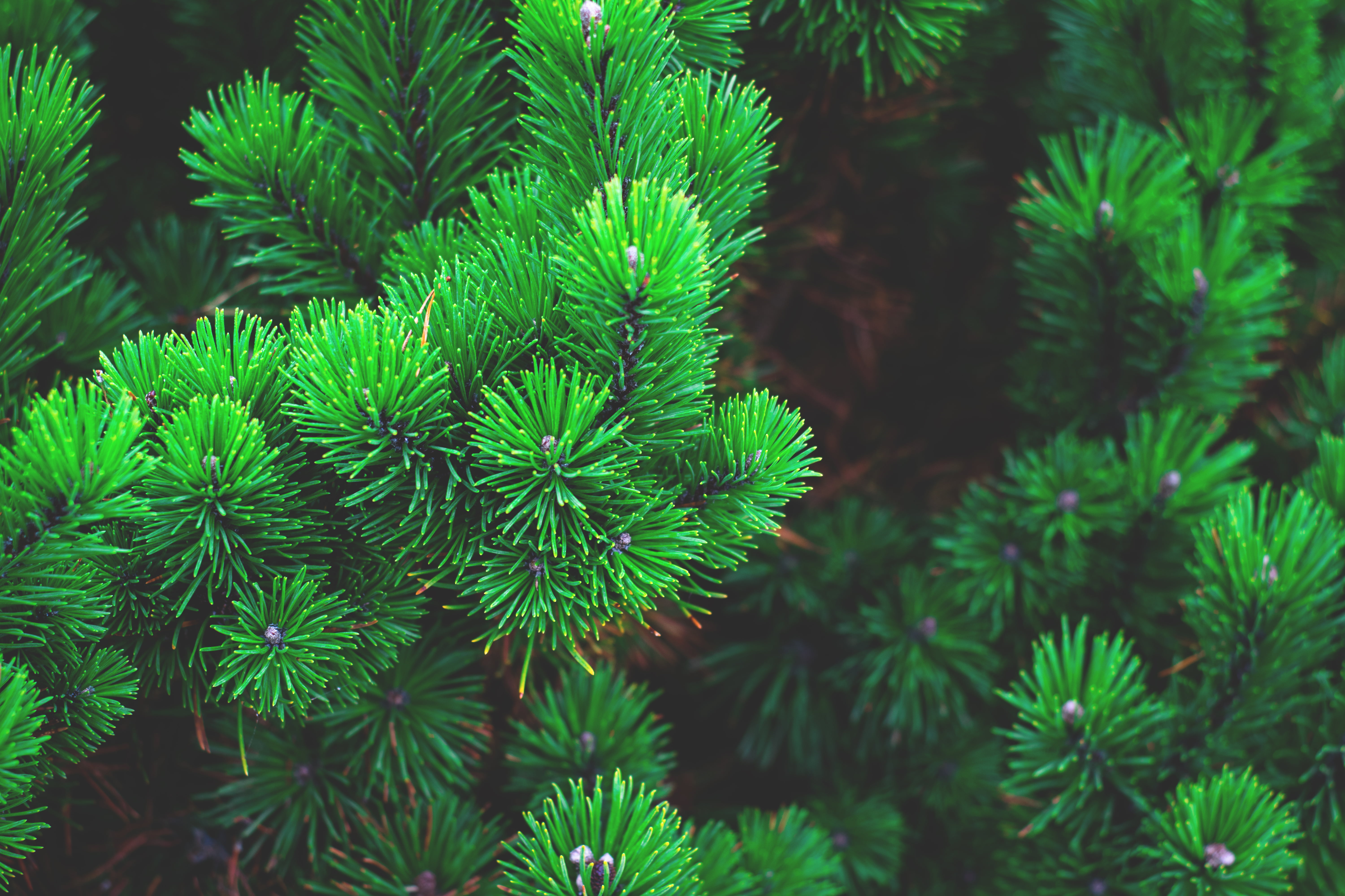 blur, tree, green, color