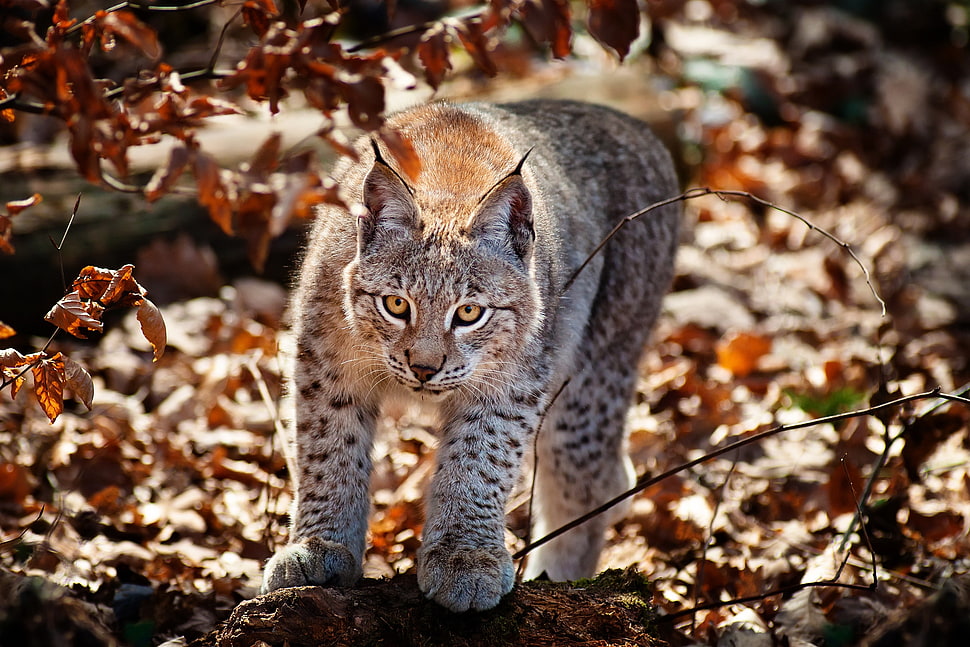 photo of white and black bengal cat HD wallpaper