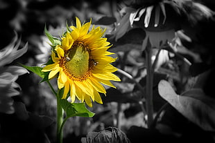 selective photography of sunflower HD wallpaper