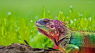 multicolored iguana, animals, colorful, nature HD wallpaper