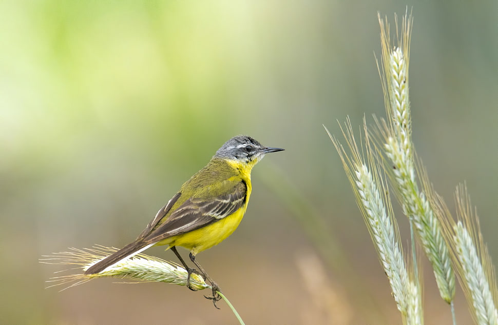 selective photography yellow and black humming bird on weath, western yellow wagtail HD wallpaper