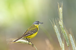 selective photography yellow and black humming bird on weath, western yellow wagtail