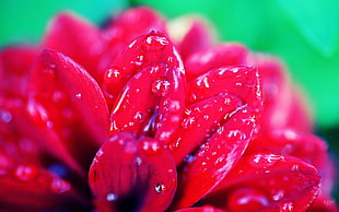 Red Dahlia flower in bloom macro photo