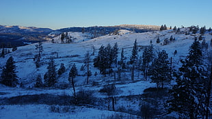 green tree lot, mountains, dusk, snow HD wallpaper