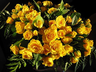 bouquet of yellow rose HD wallpaper