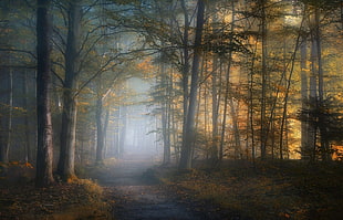 dirt path between trees with fog HD wallpaper