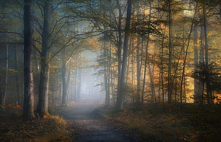 dirt path between trees with fog