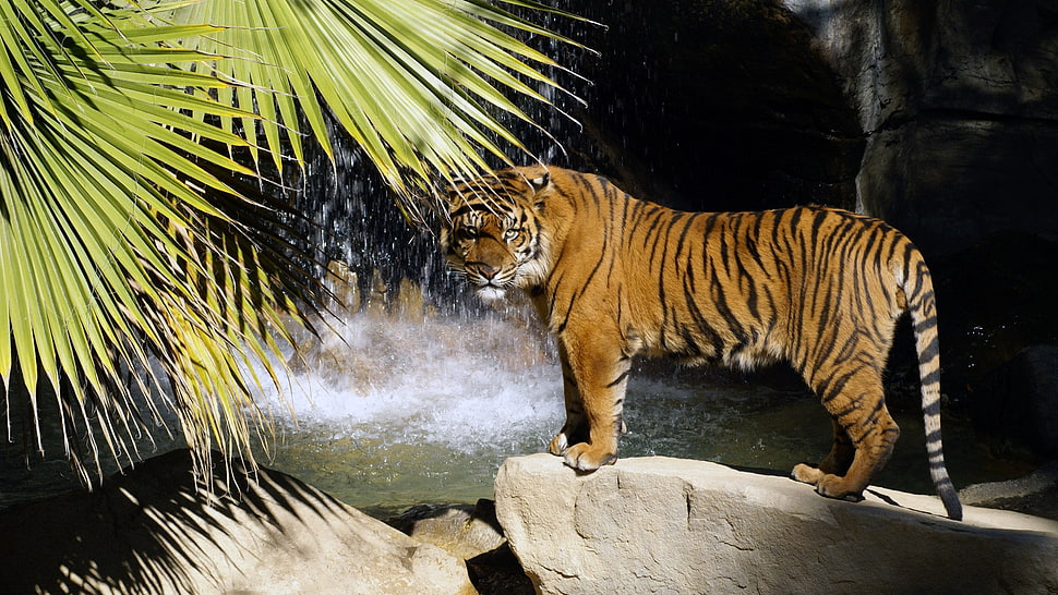 tiger standing on gray rock HD wallpaper