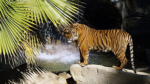 tiger standing on gray rock