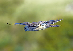 selective focus photography of Hawk Owl, kestrel