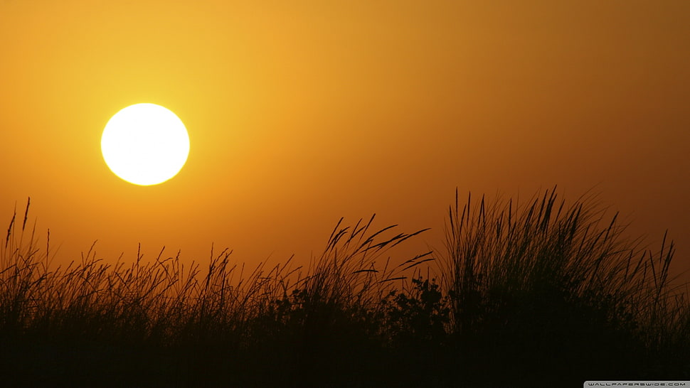 silhouette grass during sunset, nature, sunset, grass, plants HD wallpaper