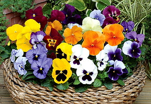 assorted colors of petaled flower bouquet