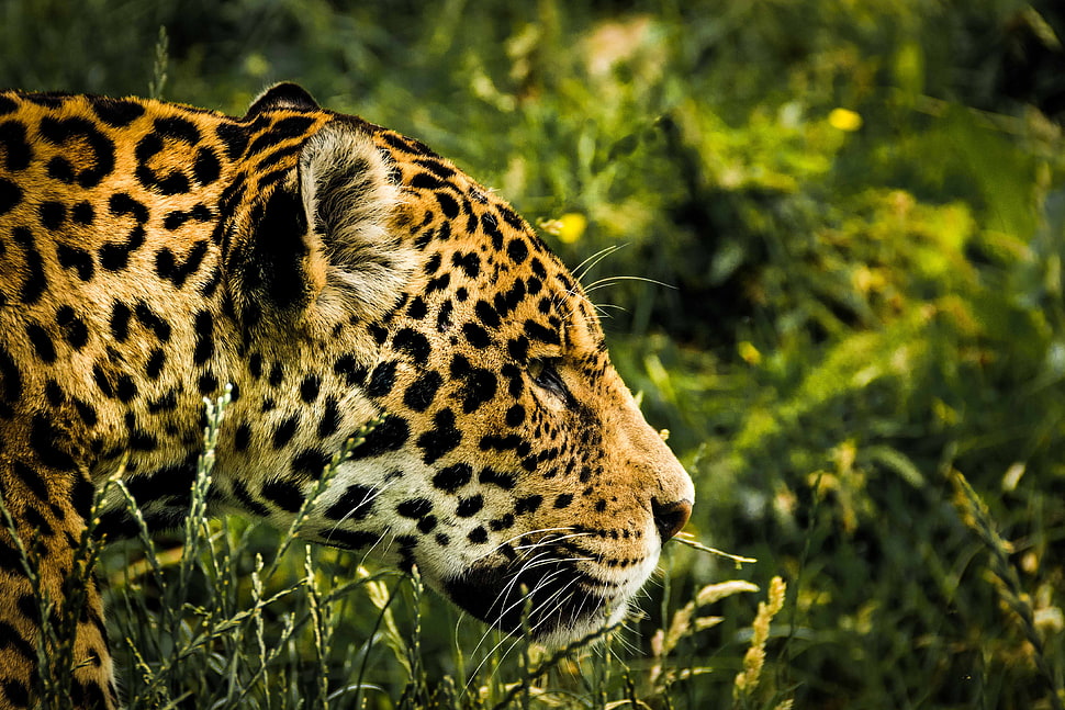 shallow photography on yellow and black Cheetah on forest during daytime HD wallpaper
