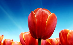 shallow focus photography of red tulip